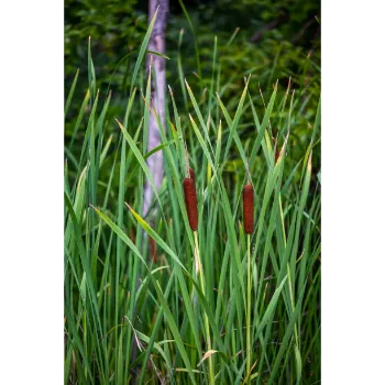 Cyperus Rotundus 